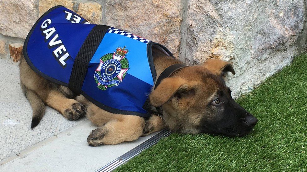 Photo of a German shepherd puppy, wearing a Queensland Police dog coat with his name, "Gavel", next to the police emblem