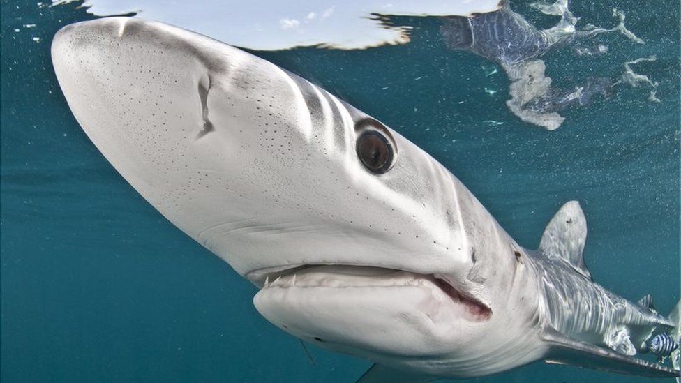 A shark seen in a close up image