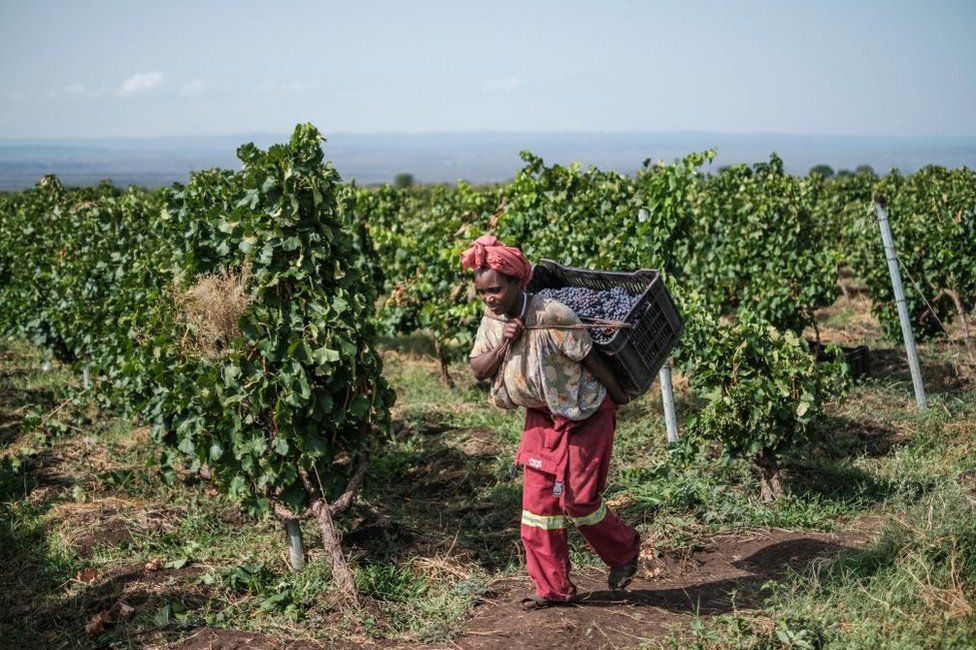 A worker carries a box with grapes during the harvest on the Awash Wine vineyard, in the area of Merti, 120 kilometres from Addis Ababa, Ethiopia, on June 24, 2022