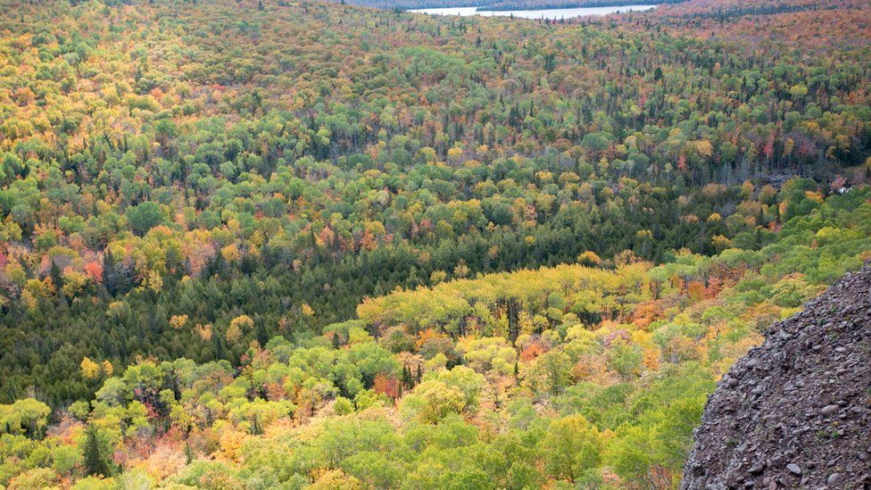 Boy Aged Eight Survives Two Days In Michigan Wilderness By Eating Snow 