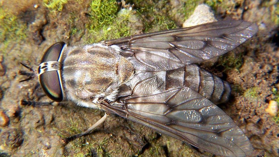 A horsefly