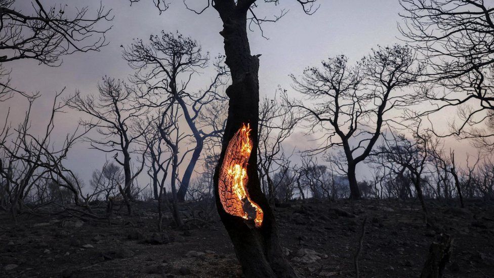 A tree burns during a forest fire in Greece