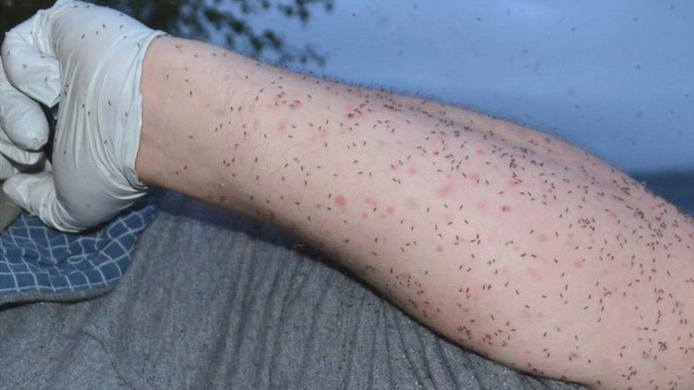 Would you volunteer for eight hours of midge bites? - BBC News