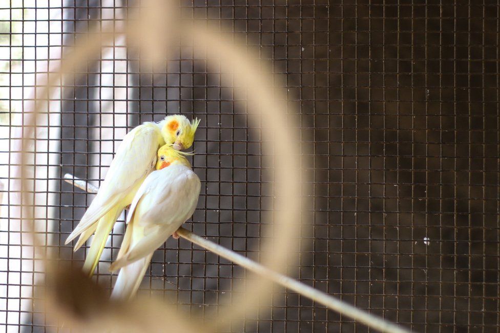 Two birds in a cage