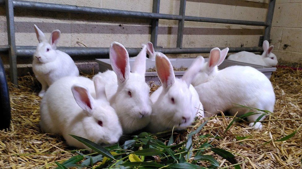 Rabbits at Brinsley Animal Rescue