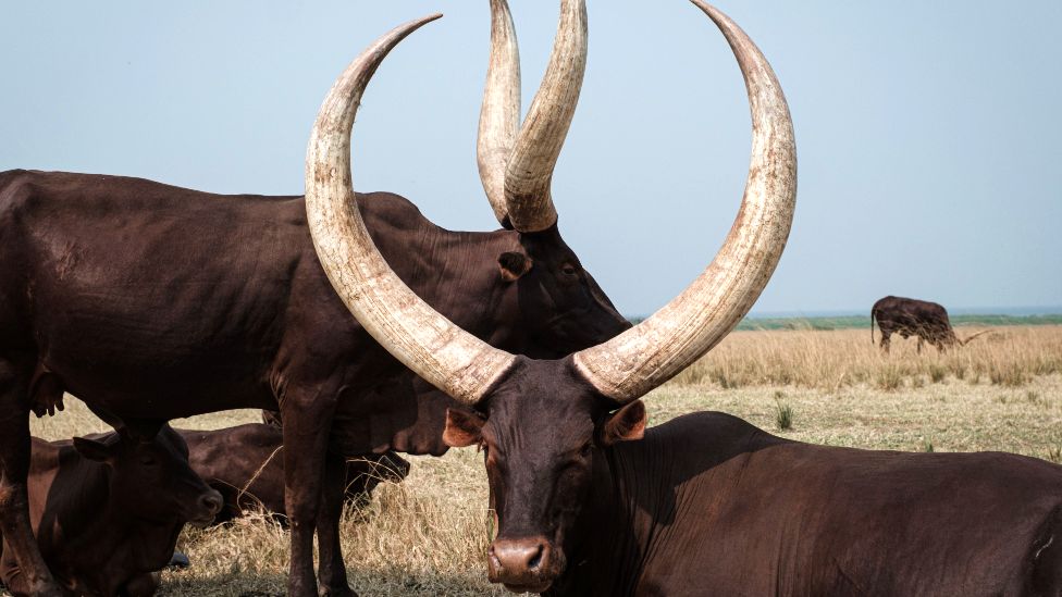 Cows are seen near the Kingfisher oil field in western Uganda - 2020