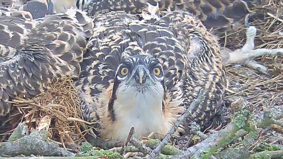 rutland water ospreys