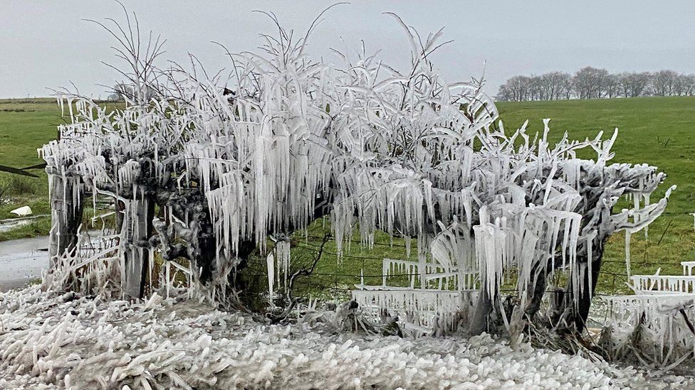 The impact of the overnight freeze on a hedgerow near Strathaven, South Lanarkshire
