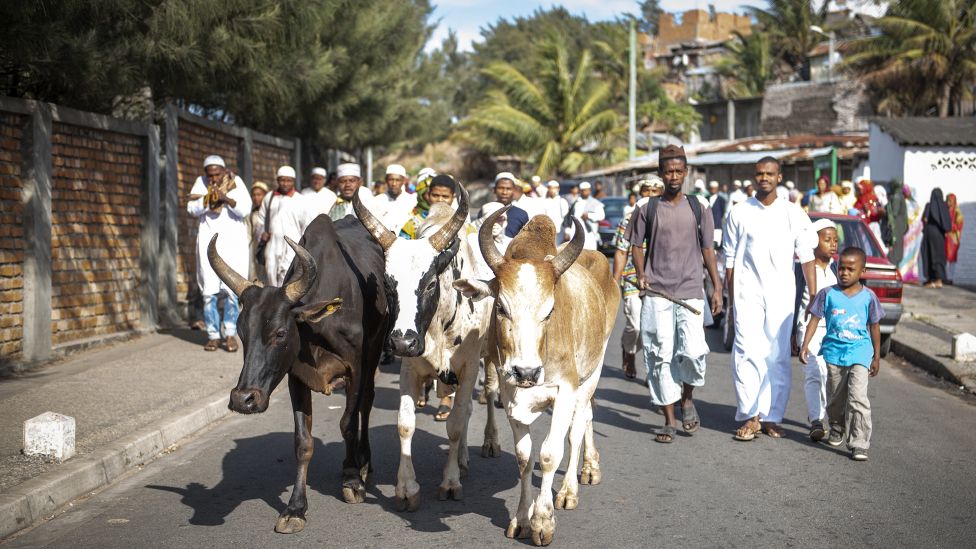 Скот зебу ведут по дороге после праздничной молитвы в Форт-Дофине, Мадагаскар