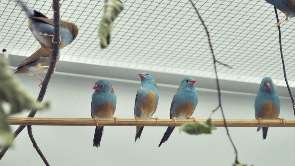 male blue-capped cordon-bleu birds