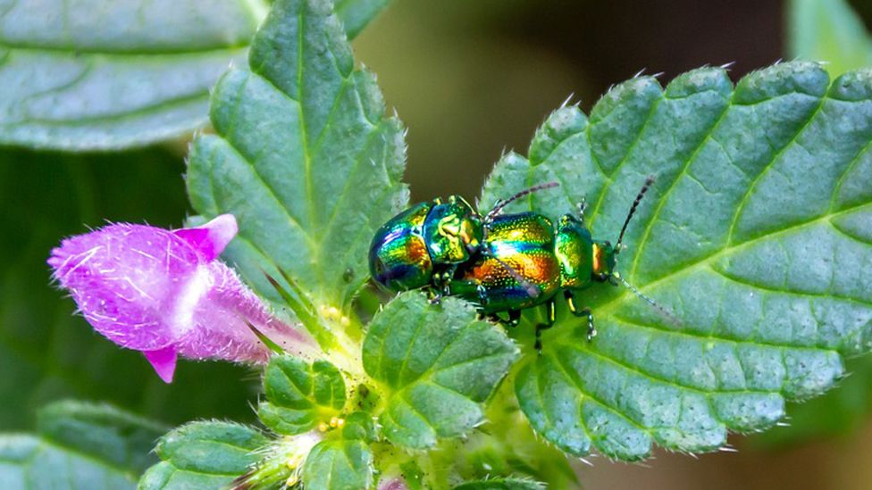 A Snowdon leaf beetle