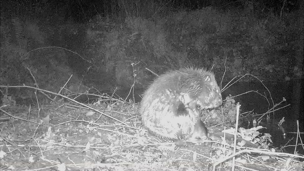 Beaver on the Holnicote Estate