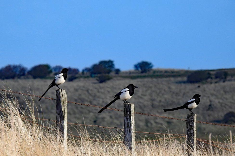Aberlady magpies