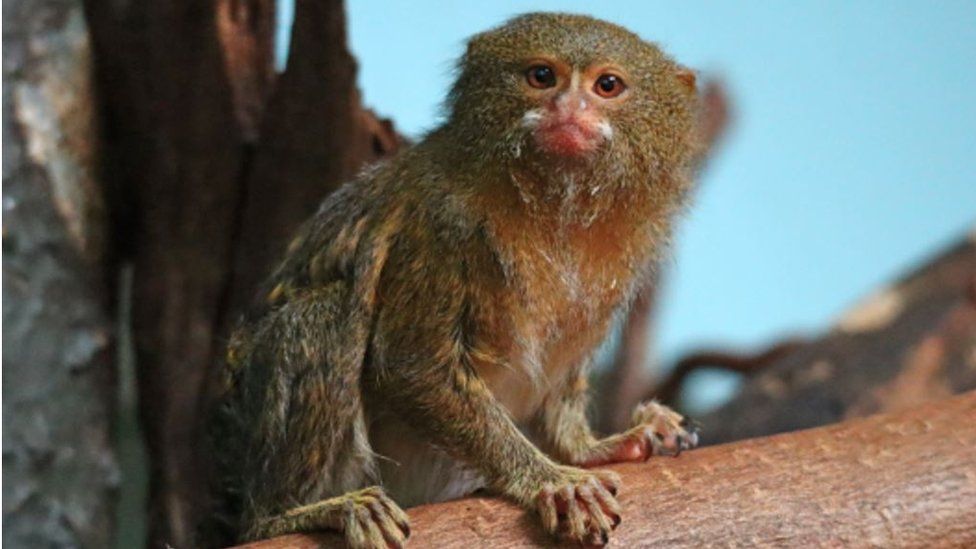 Rosie, a female pygmy marmoset at Drusillas