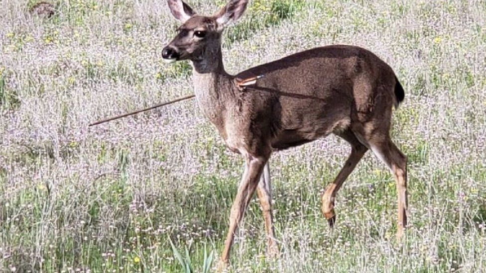 deer shot with arrow