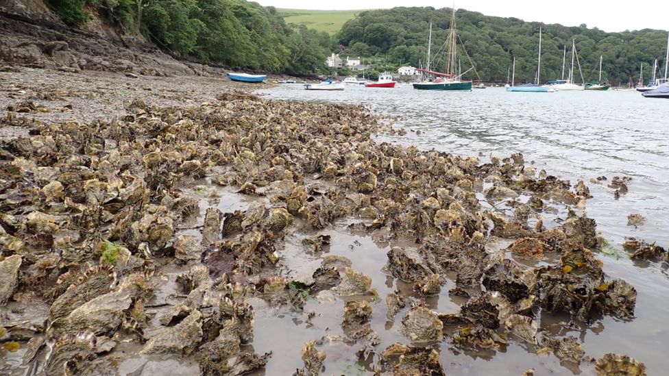 Killer oyster virus on River Exe for first time BBC News