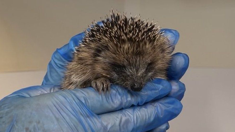 Damp weather and slugs causes hedgehog charity to struggle BBC News