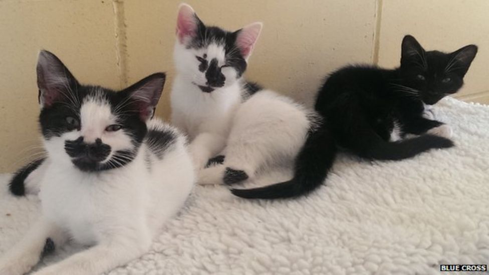 Cambridge cats lose toys in flood at rescue centre BBC News
