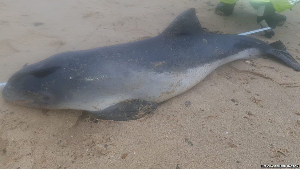 The porpoise found washed up dead on Sea Palling beach