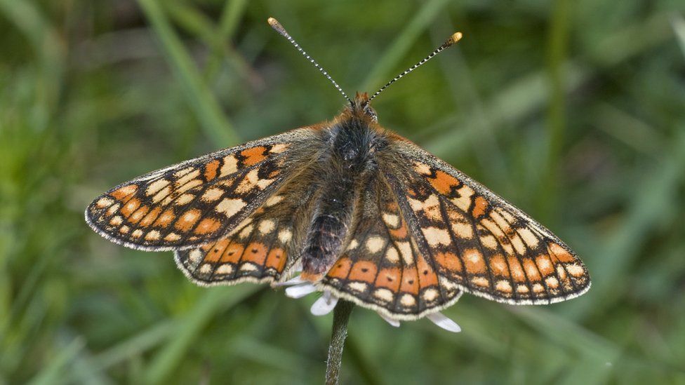 A Marsh Fritillary Butterfly