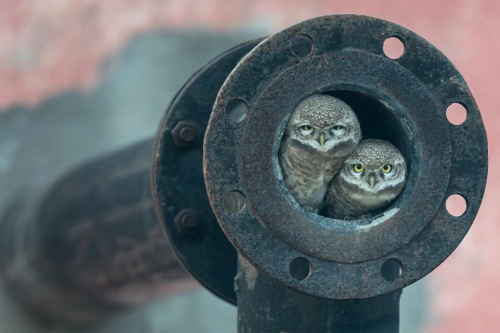 Owls in a pipe