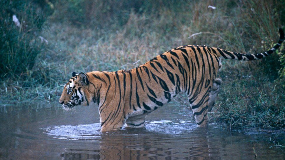 Бенгальский тигр, Panthera tigris, самец, Национальный парк Бандавгарх, Индия