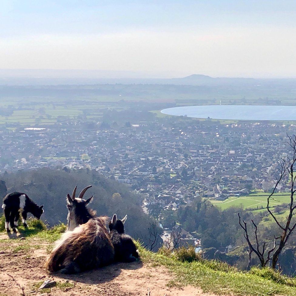 Feral goats enjoying the sun at Cheddar Gorge in Somerset