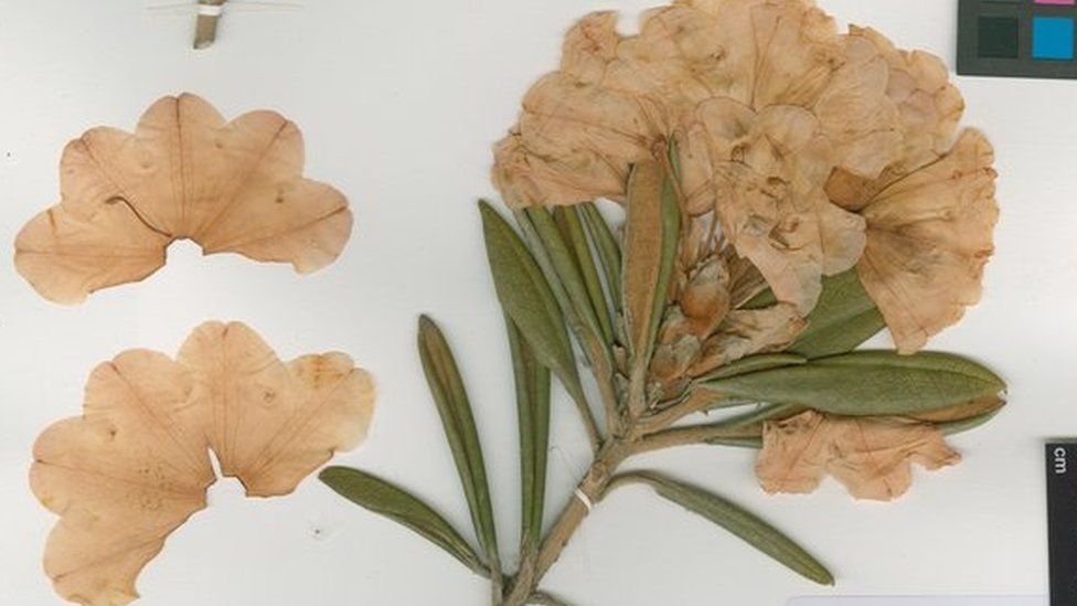 Rhododendron yakushimanum 'Koichiro Wada'. Specimen made by E.K. Janaki Ammal as a voucher for her Cytology work