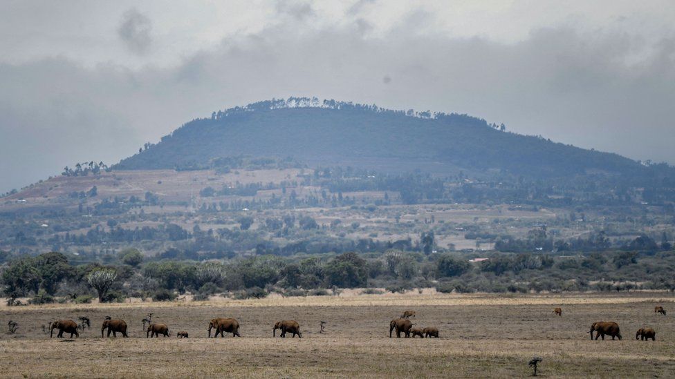 Animals census Why is Kenya counting ALL of its animals? BBC Newsround