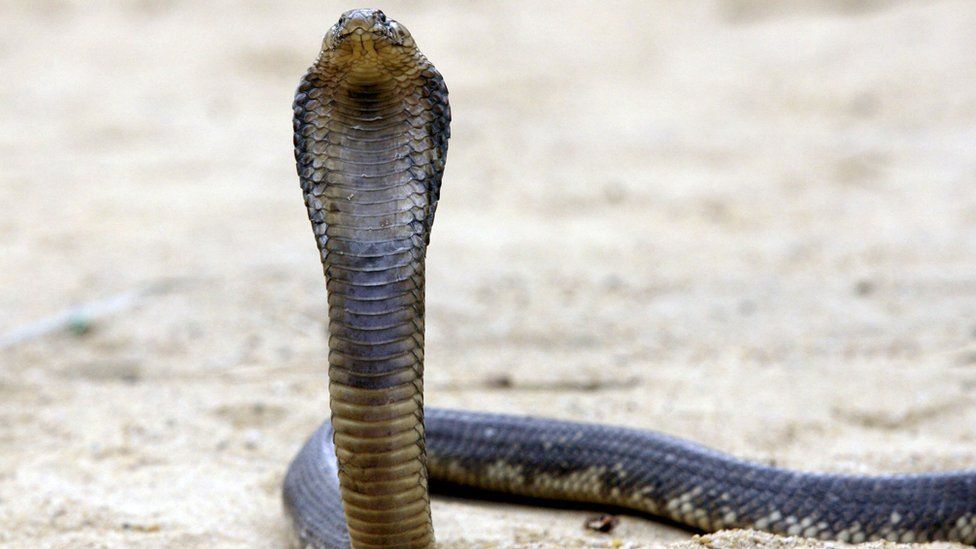 An Egyptian cobra