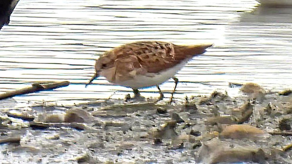 The long-toed stint