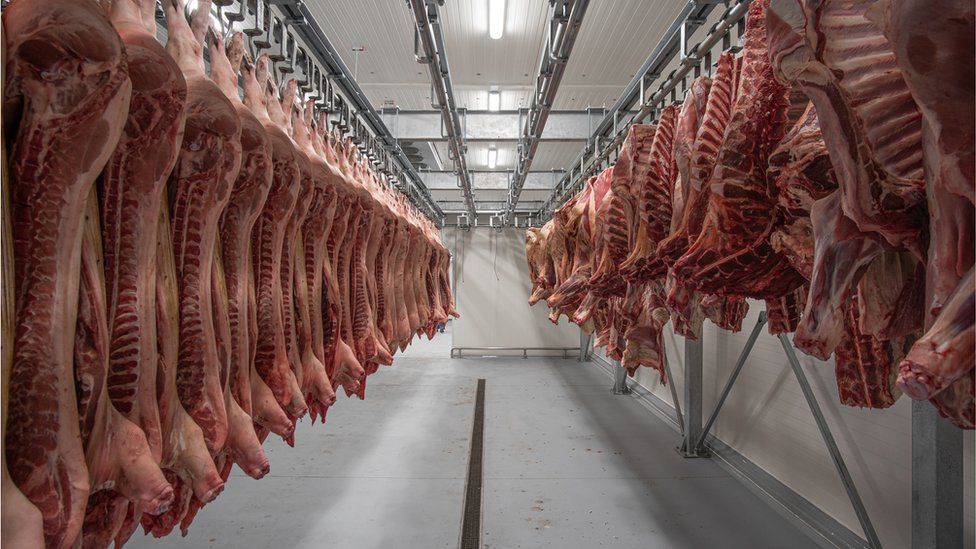 Pig carcasses hanging in abattoir