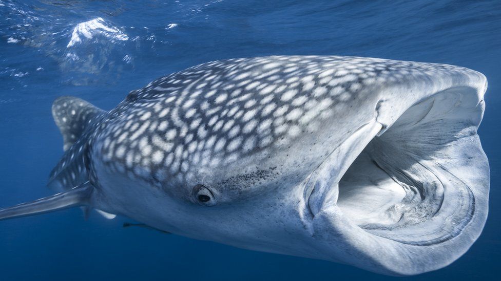 A whale shark (Rhincodon typus) is eating plankton on the surface in the Gulf of Tadjourah, Djibouti, Indian Ocean.