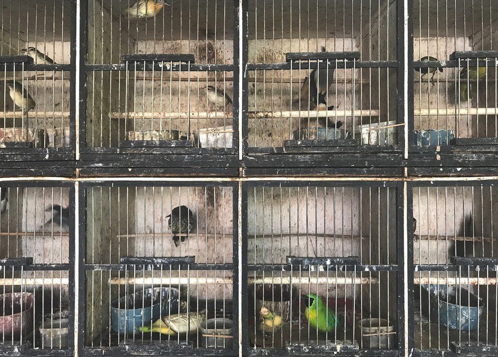 Birds for sale in a market in Jakarta