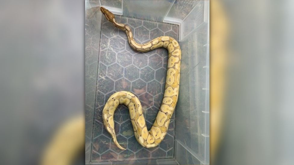 A python in a box