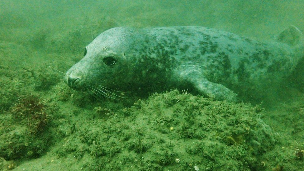 Seal under water
