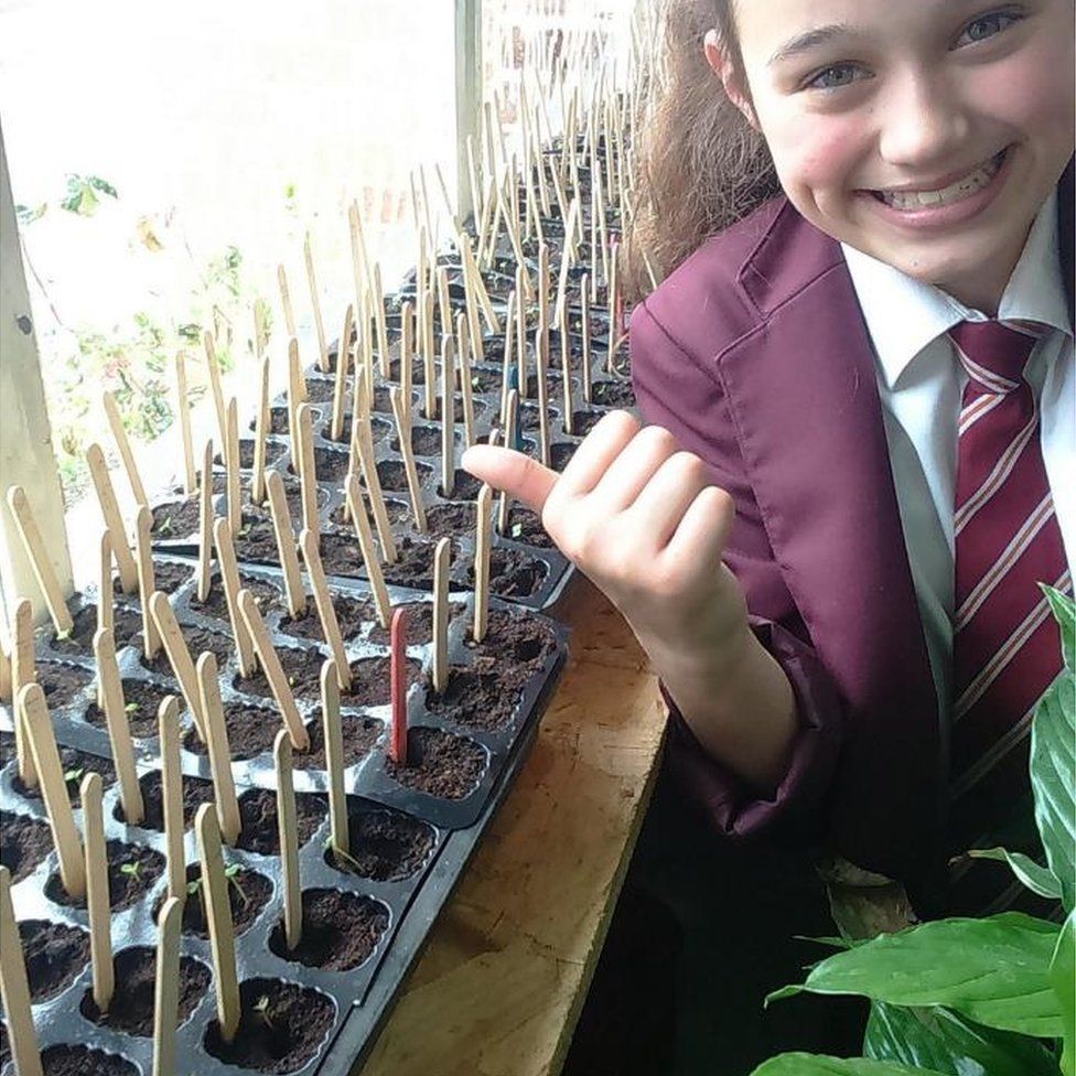 Girl growing rocket seeds