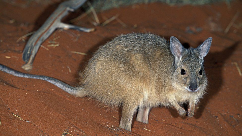 A rufous hare-wallaby