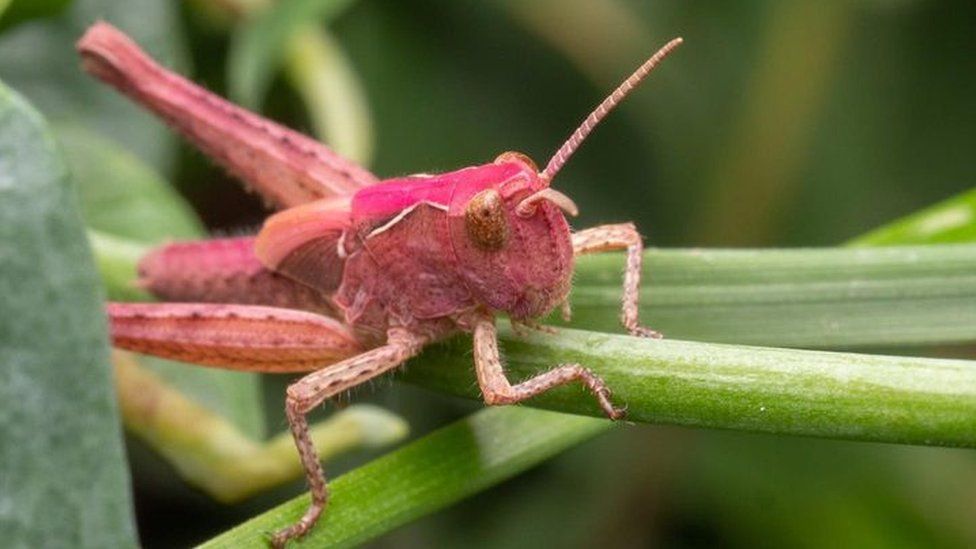 Pink grasshopper