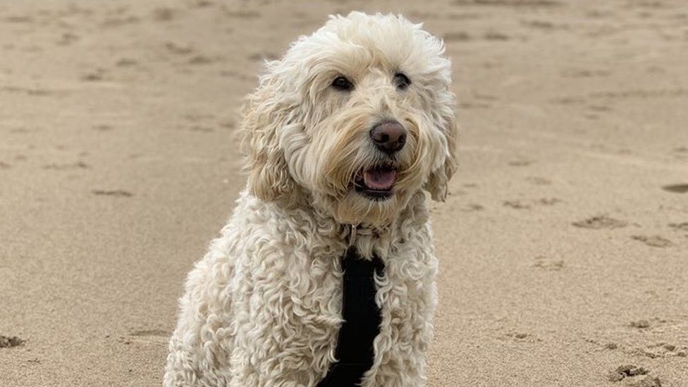 Barney, a labradoodle, on the beach