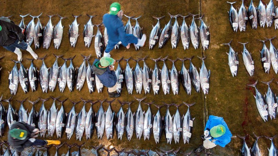 Покупатели осматривают тунца на рынке тунца в Кацууре на полуострове Кии, аукционе тунца премиум-класса в Японии