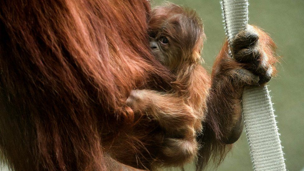 Baby orangutan clings to its mum