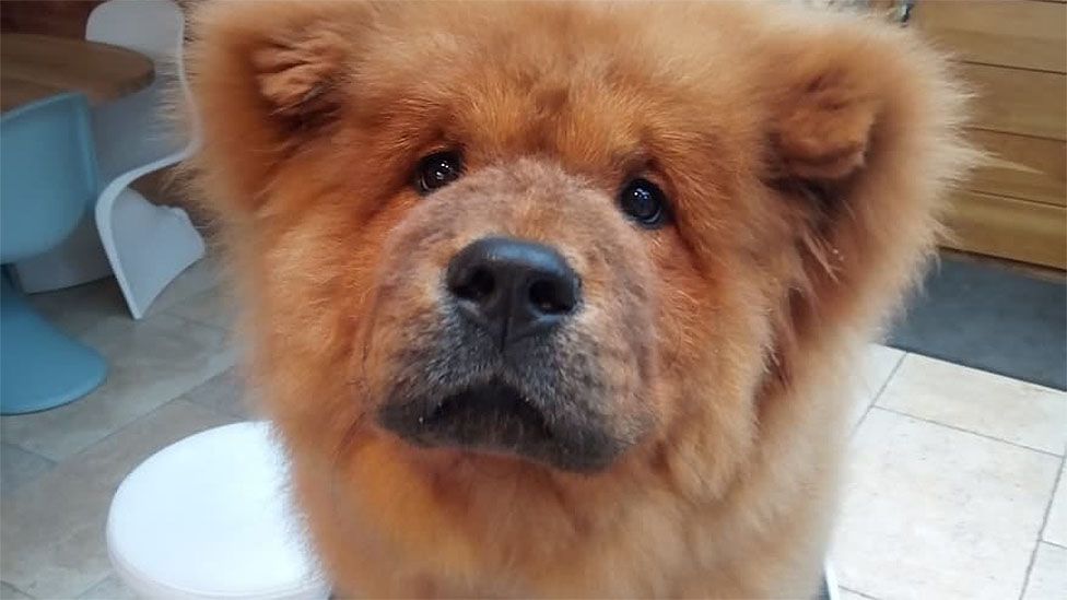 Boo The Pomeranian Dog Dies 'From A Broken Heart' - Bbc News