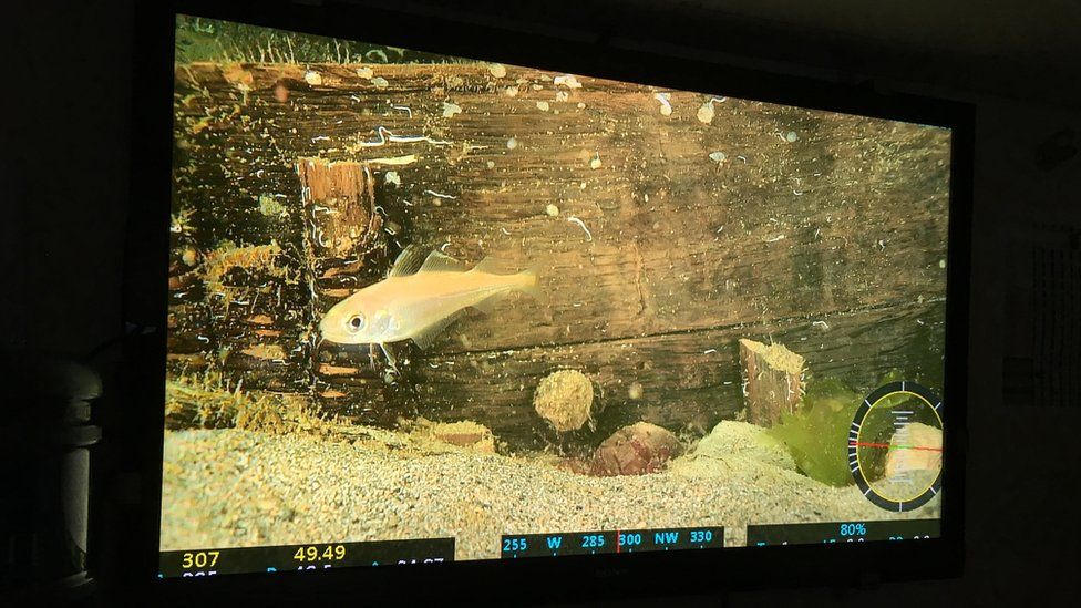 A clear image of the screen shows a fish swim past an old-looking wooden beam, with numerous numeric readouts visible along the edges of the screen