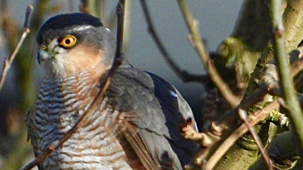 Picture of a Sparrowhawk in a tree, taken by Mark Randles
