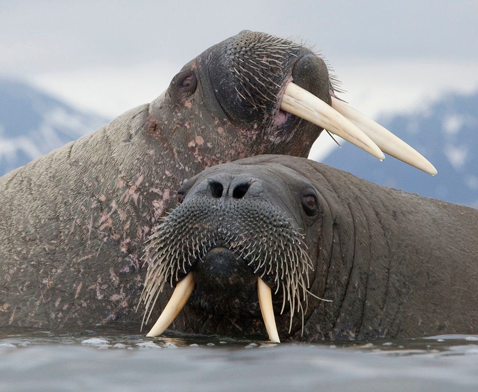 Walruses