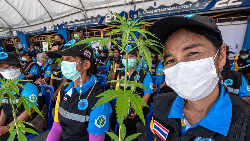 A Thai woman with a cannabis plant
