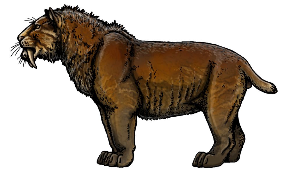 Smilodon popülatörü