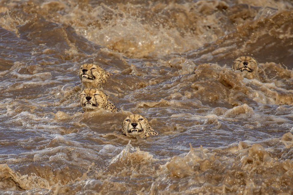 Male cheetahs swim across a fast-flowing river
