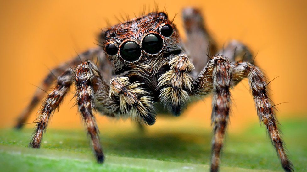 Spiders: New study suggests arachnids dream like humans do! - BBC Newsround
